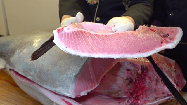 Gloved hands handling fresh, trimmed tuna