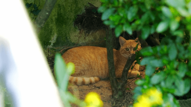 Cat resting under a bush