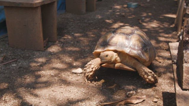 Large tortoise crawling on the dirt floor on a sunny day