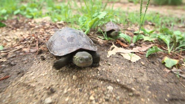 Turtles exploring on a dirt path surrounded by green plants