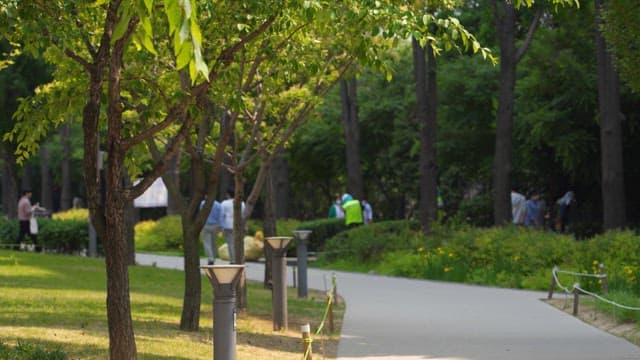 People walking in a park amidst tall green trees
