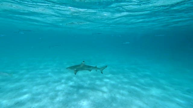 Shark swimming in clear ocean water