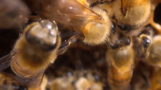 Busy bees working hard in the hive