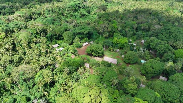 Lush rainforest with cabins visible on a sunny day