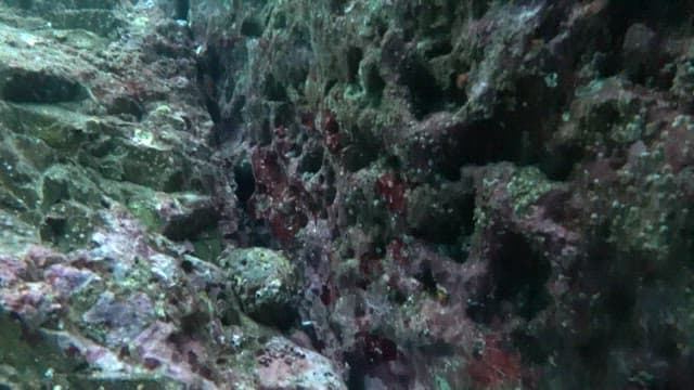 Octopus hiding among the rocks in the sea