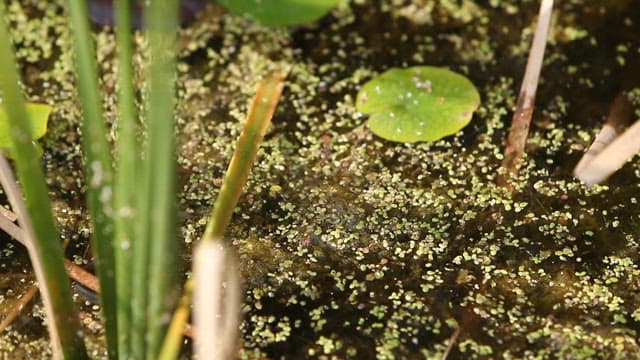 Still pond with small green aquatic plants and lily pads.