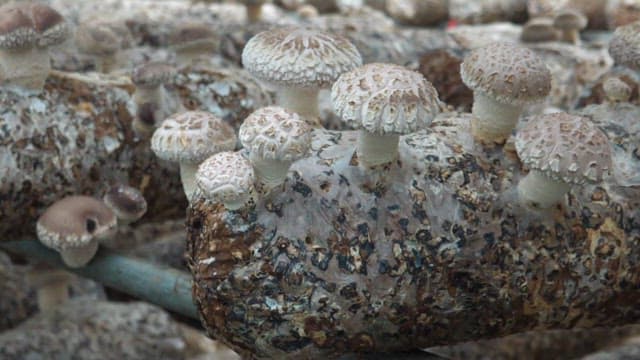 Farmed shiitake mushrooms growing on trees