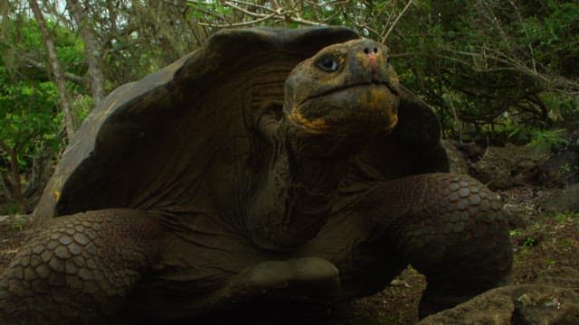 Giant Tortoise in Natural Habitat