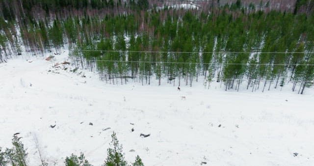 Snow-covered forest with trees