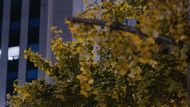 Ginkgo trees with yellow leaves in front of buildings at night