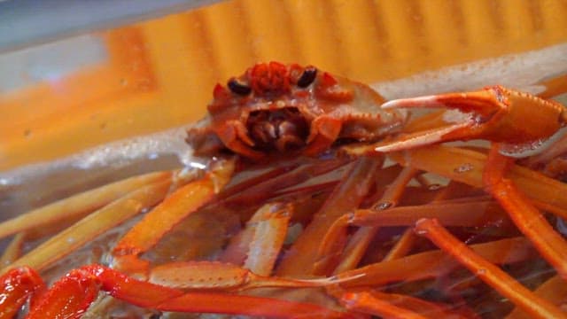 Red crab in a tank of water