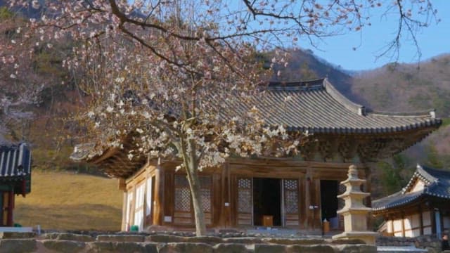 Traditional Korean architecture in springtime