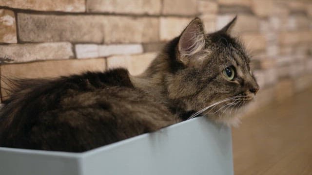 Hairy cat resting in a small box in the house