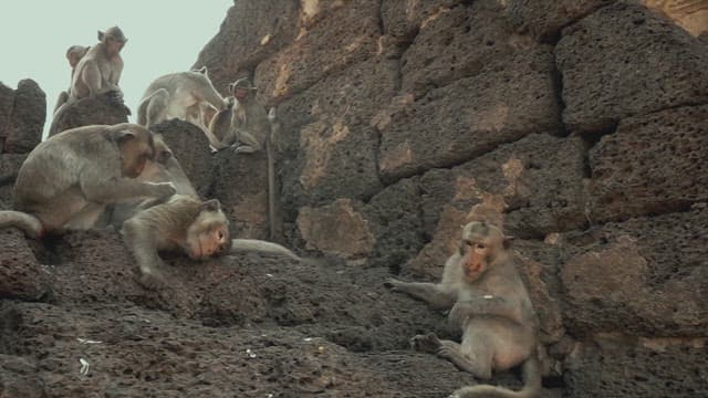 Monkeys Gathering on Ancient Stone Ruins
