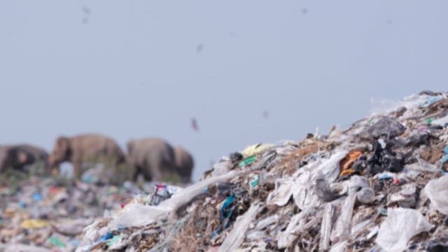 Elephants amidst a large garbage dump