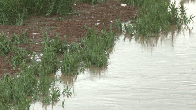 Green space where the water level of the river rises