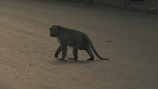 Monkey Crossing the Road and Retrieving a Snack
