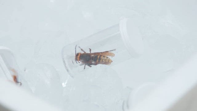 Wasp in a tube on ice