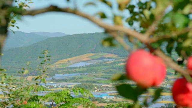 Red AppleS Hanging on a Tree Branch in a Farm