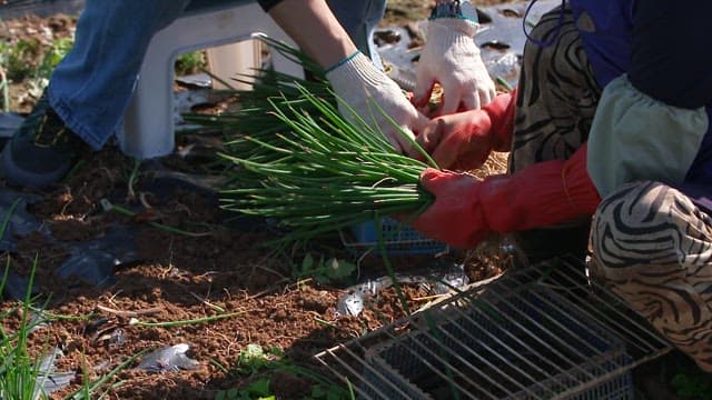 Two people harvesting green onions with gloves together in a field