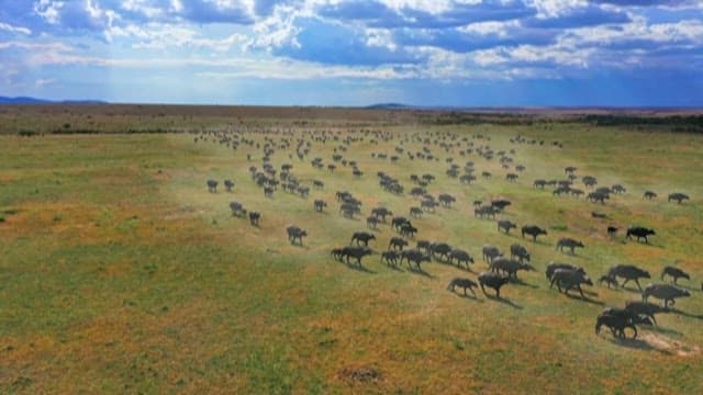 Herd of Buffalo Crossing the Green Savannah Grasslands