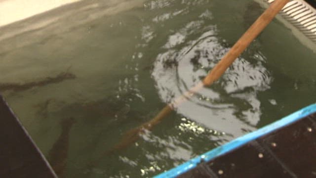 Squid Taken from an Tank Are Placed in a Rubber Basin.
