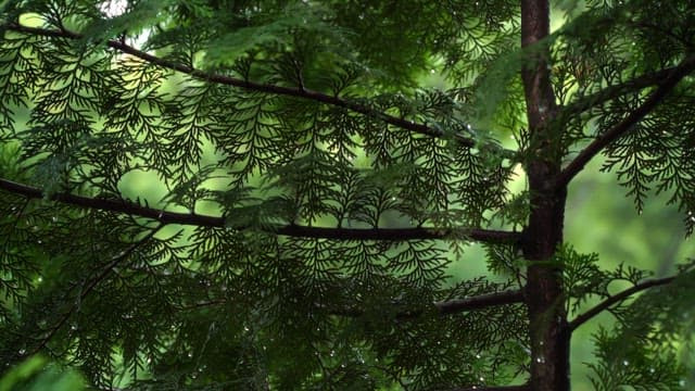 Green branches with dew drops in a forest