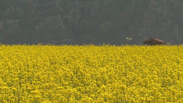 Canola flowers field that looks like a yellow wave