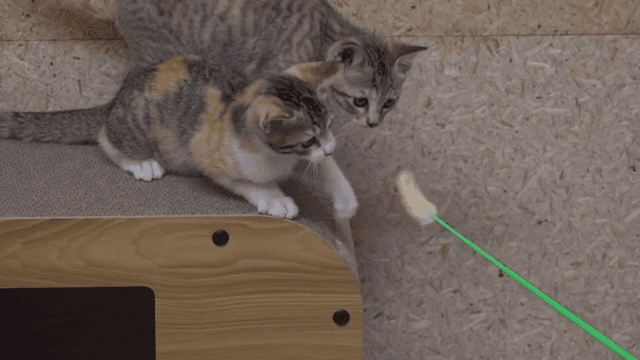 Two kittens playing with a toy on a wooden platform