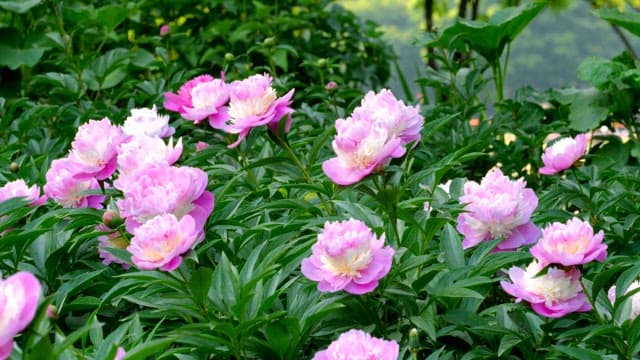 Pink peonies blooming in a lush garden