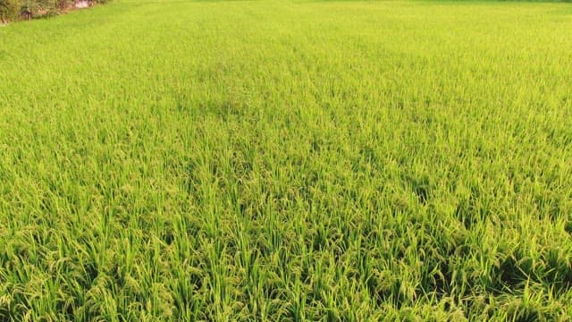 Lush green rice field under the sun