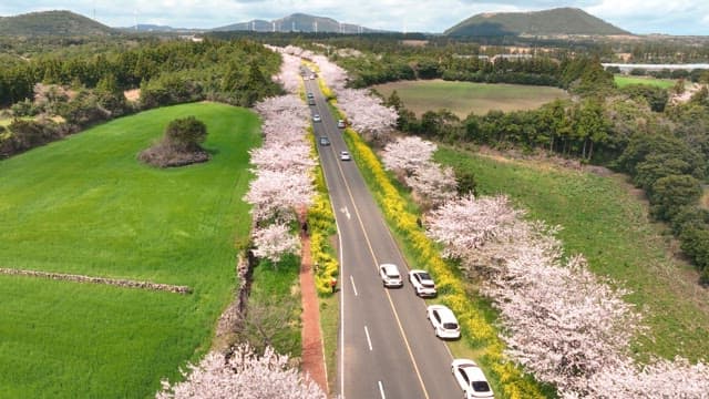 Scenic road lined with cherry blossoms