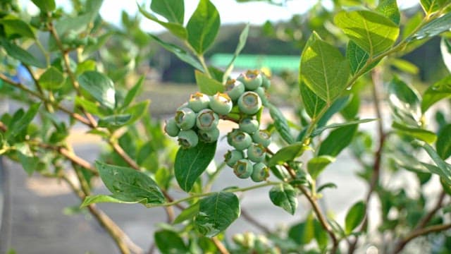 Green blueberries growing on a branch