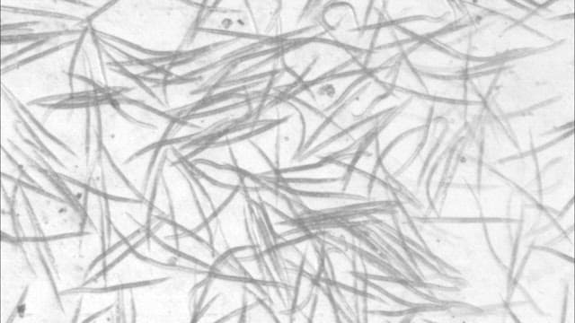 Microscopic View of Organisms in Motion