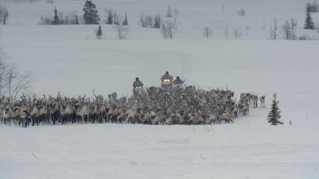 Herd of Reindeer in Snowy Landscape