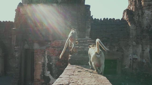 Monkeys Climbing the Sunlit Ancient Temple Wall