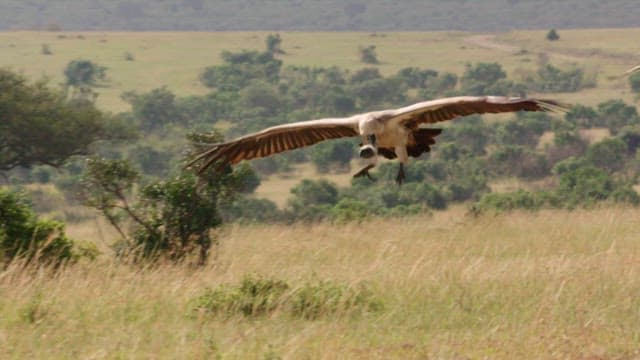 Vulture gliding over the savanna