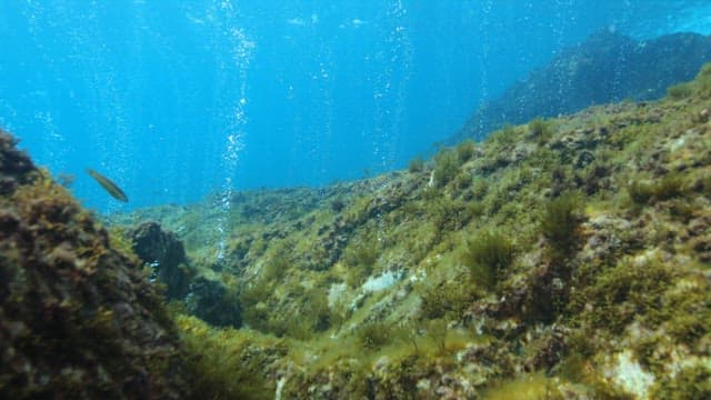 Shoal of Fish Swimming by Underwater Rocks