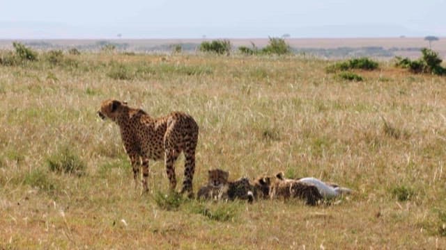 Cheetah Cubs Eating Prey Hunted by Their Mother