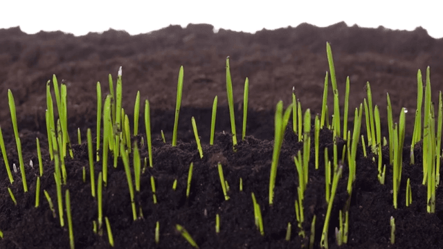 Barley sprouts sprouting from the soil
