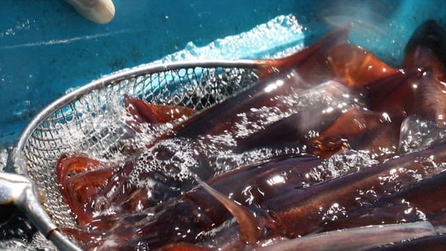 Fresh Squids Pulled out of the Water Tank