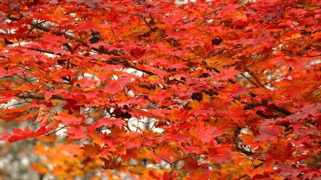 Maple Leaves Shaking with the Vitality of Autumn
