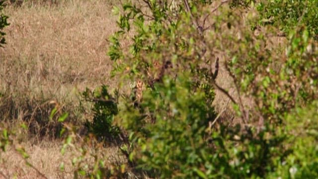 Cheetah and Cub in the Savanna Grasslands