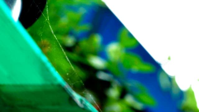 Spider web on a background of green leaves