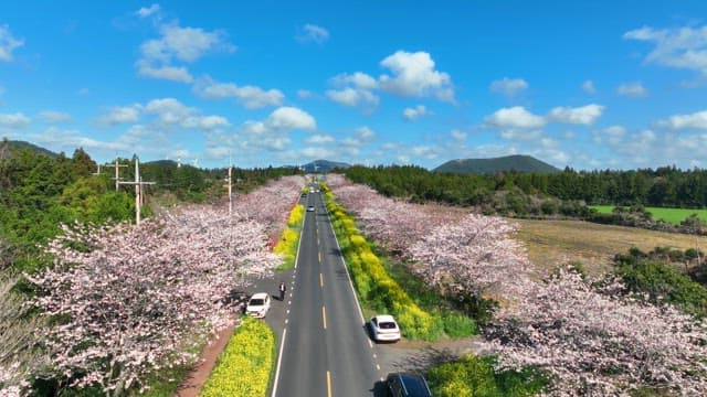 Scenic road lined with cherry blossoms