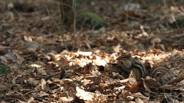 Chipmunk running over fallen leaves in autumn