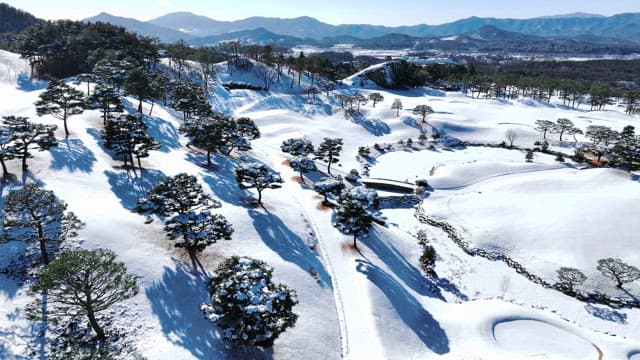 Snow-covered Landscape with Pine Trees
