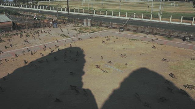 Monkeys Moving in Groups on the Ground