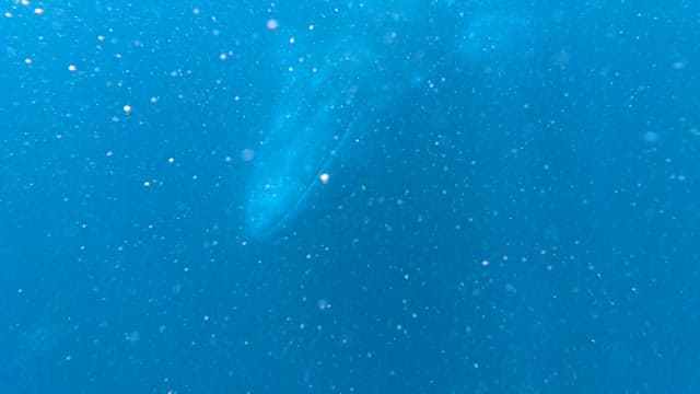 Majestic Humpback Whale Swimming Underwater