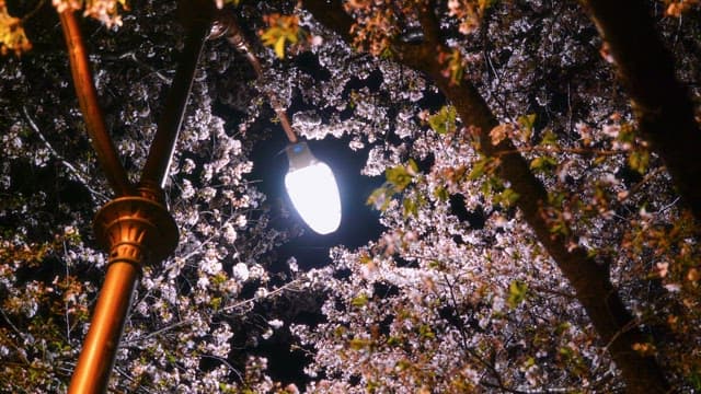 Streetlight illuminating cherry blossoms at night
